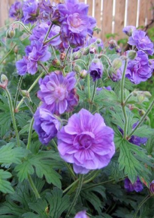 GERANIUM himalayense Plenum